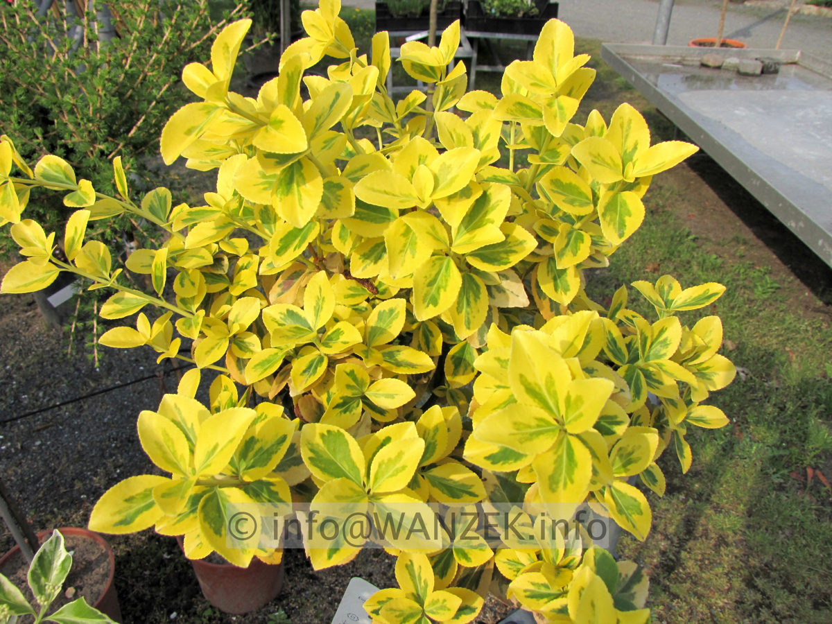 Euonymus fortunei Emerald Gold 02.JPG